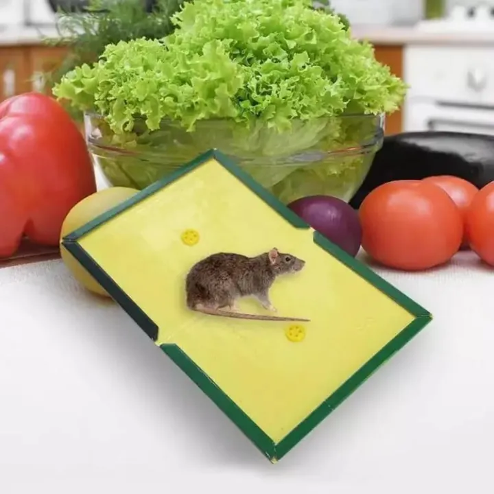Mouse trap book